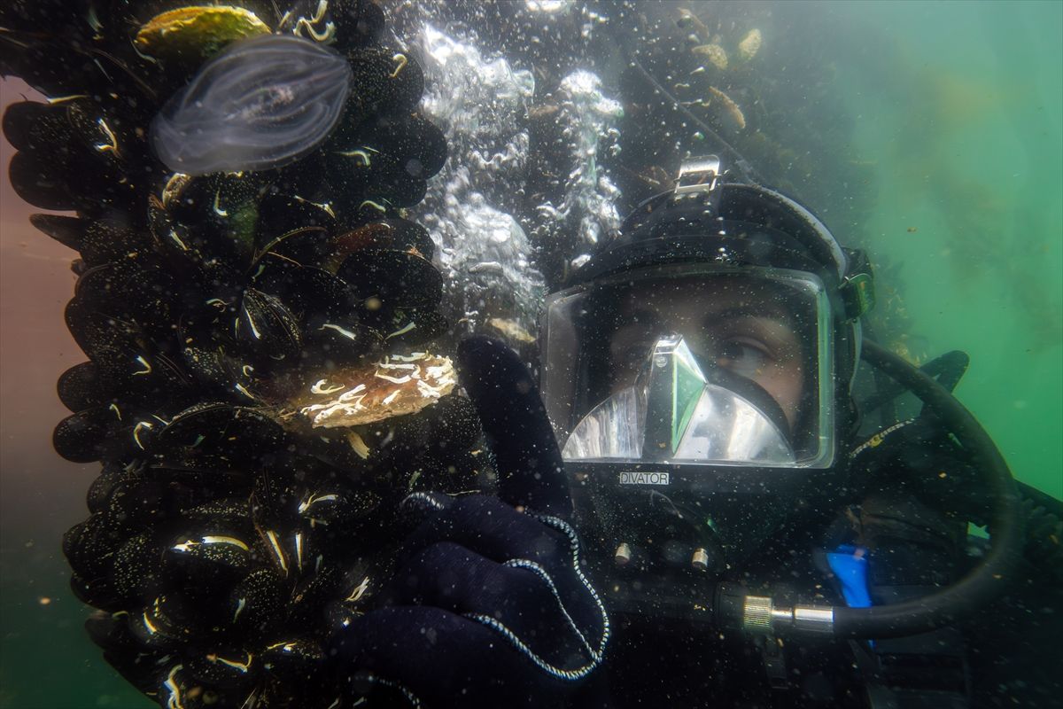 Marmara\'da Bebek Pinalar Umut Vadediyor