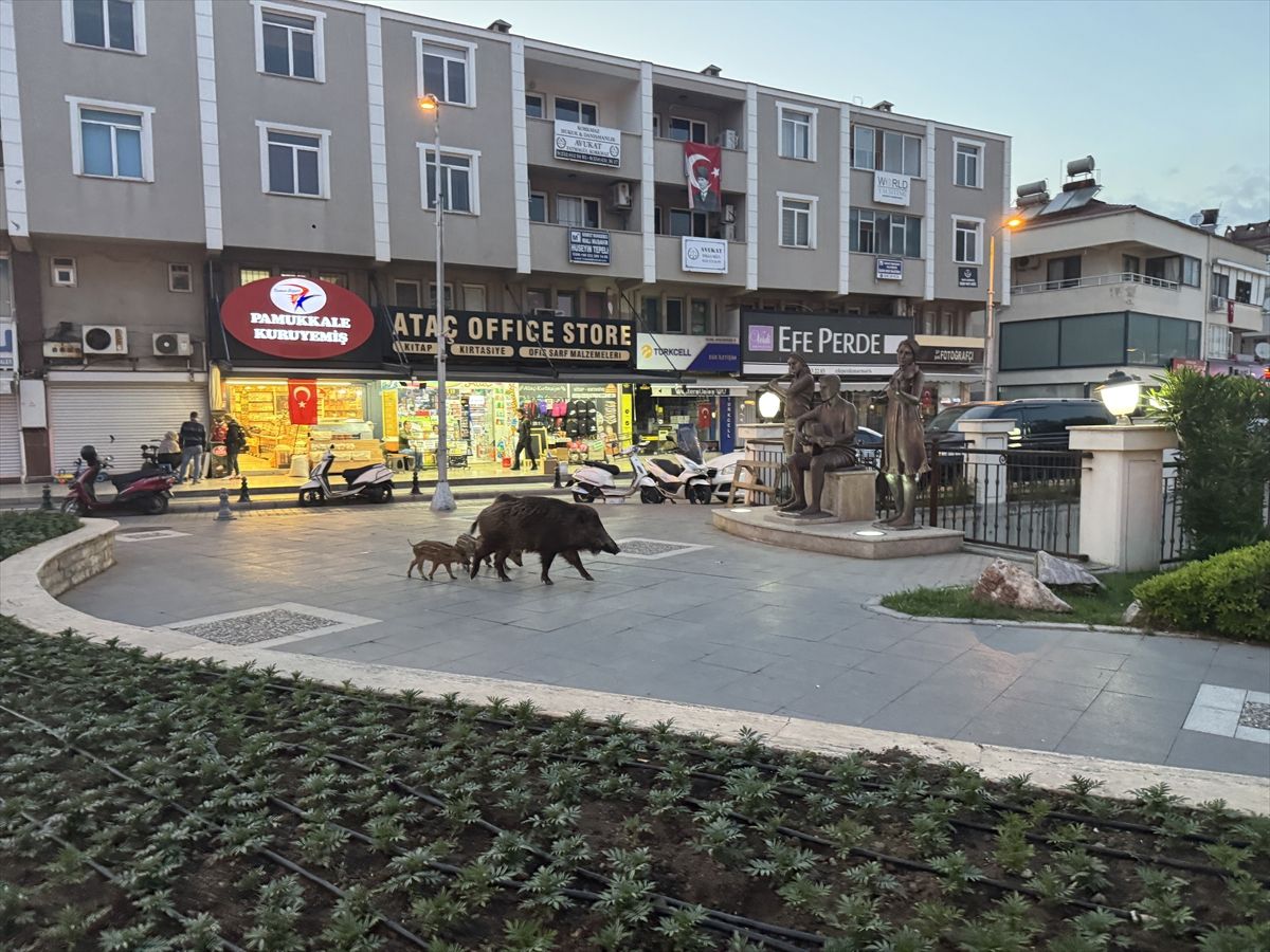 Marmaris\'te Yaban Domuzları Yerleşim Alanında