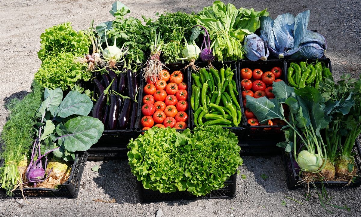 Mersin\'de öğrenciler diktikleri sebzelerin hasadını yaptı