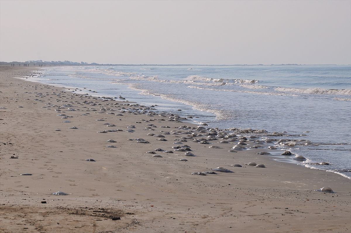 Silifke Kıyılarında Ölü Denizanaları Yoğunluğu