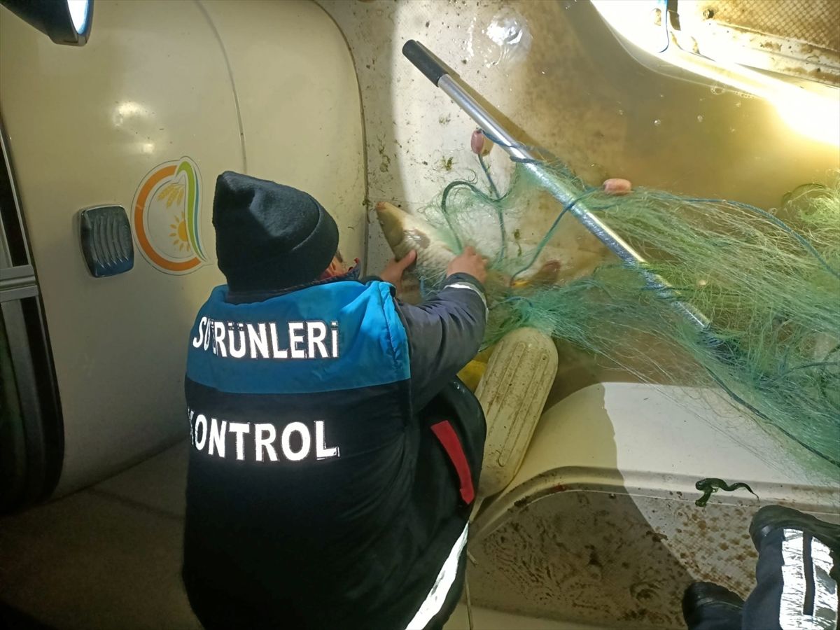 Kaçak Av: 60 Kilo Sazan Kurtarıldı