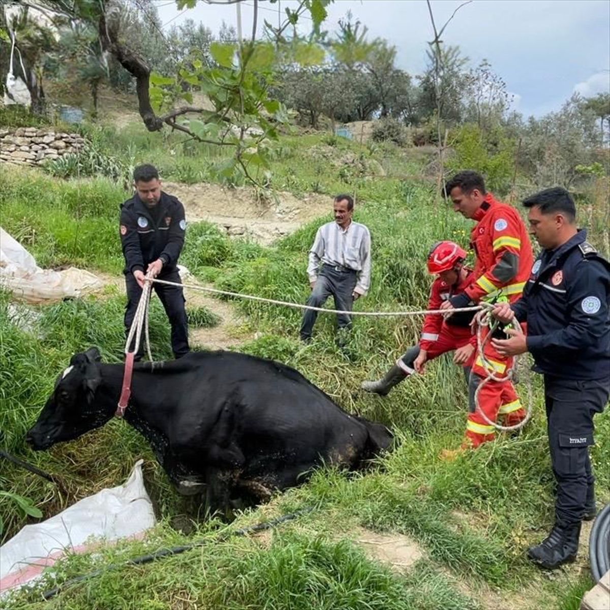 Muğla\'da Mahsur Kalan İnek Kurtarıldı