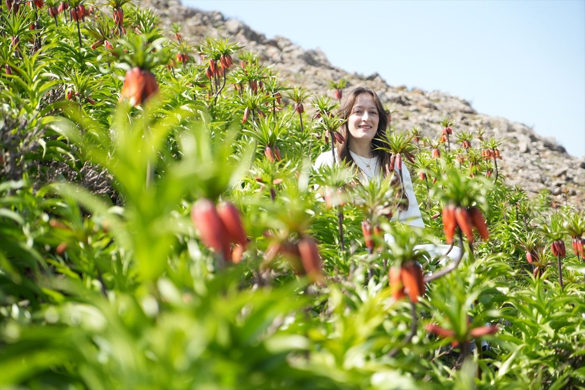 Muş\'ta \'Ağlayan Gelin\' Ters Laleler Açtı