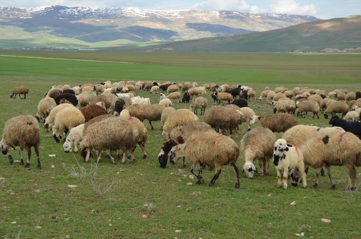 Muş\'ta Besiciler Meralara Çıktı
