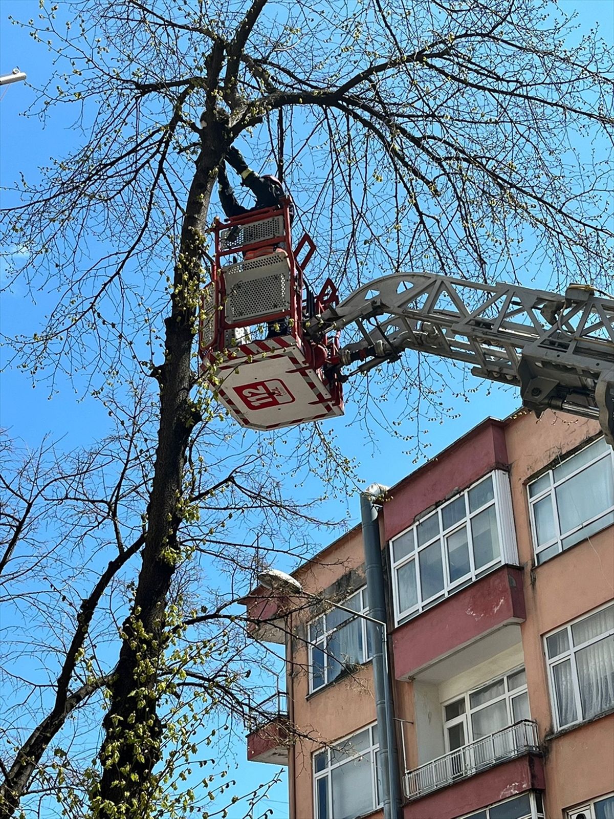 Ağaçta Mahsur Kalan Kedi Kurtarıldı
