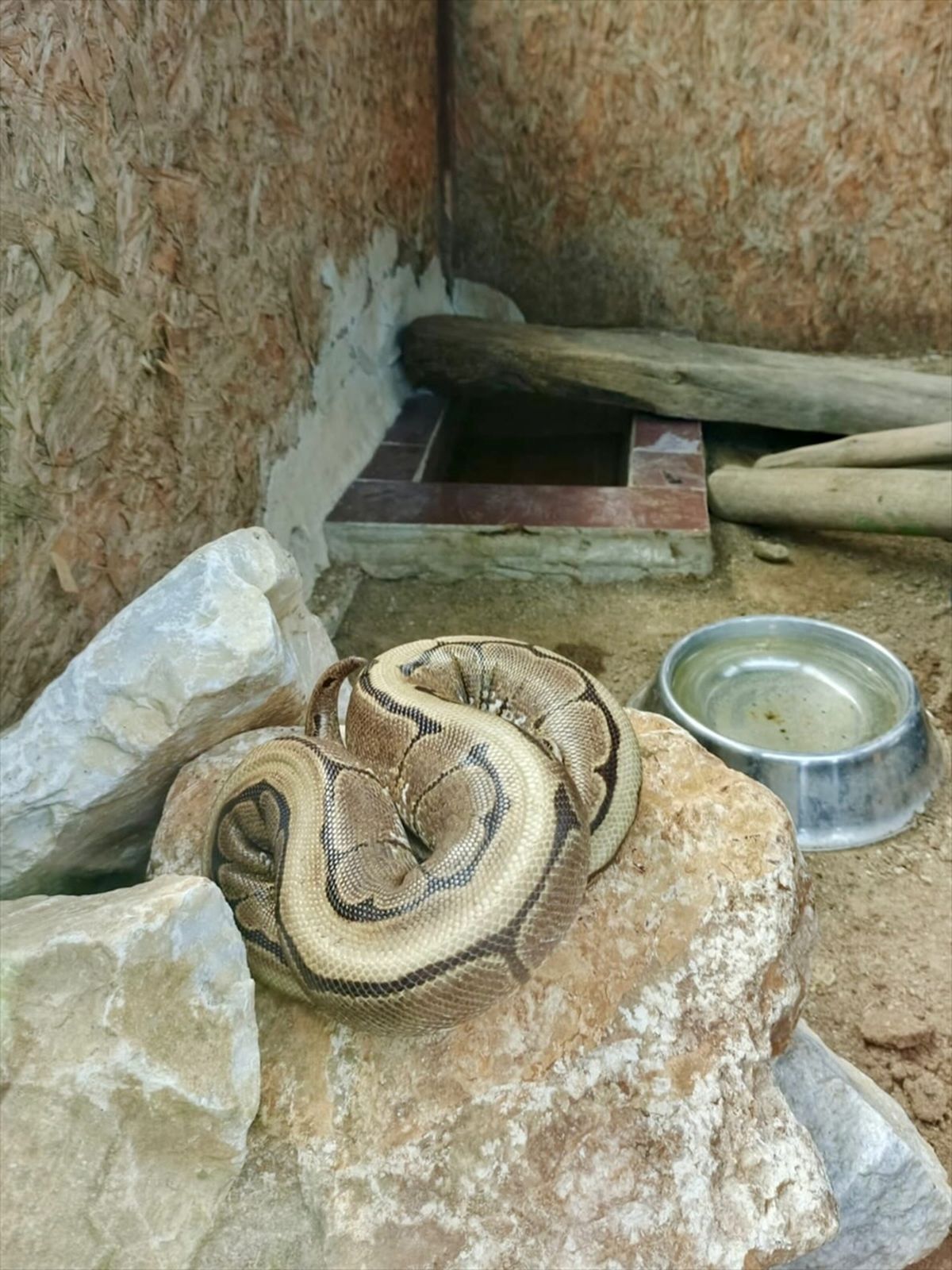 Ordu\'da Kaçak Piton Ele Geçirildi