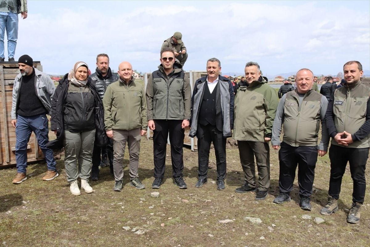 Ordu\'da Kızıl Geyiklerin Doğaya Salınımı