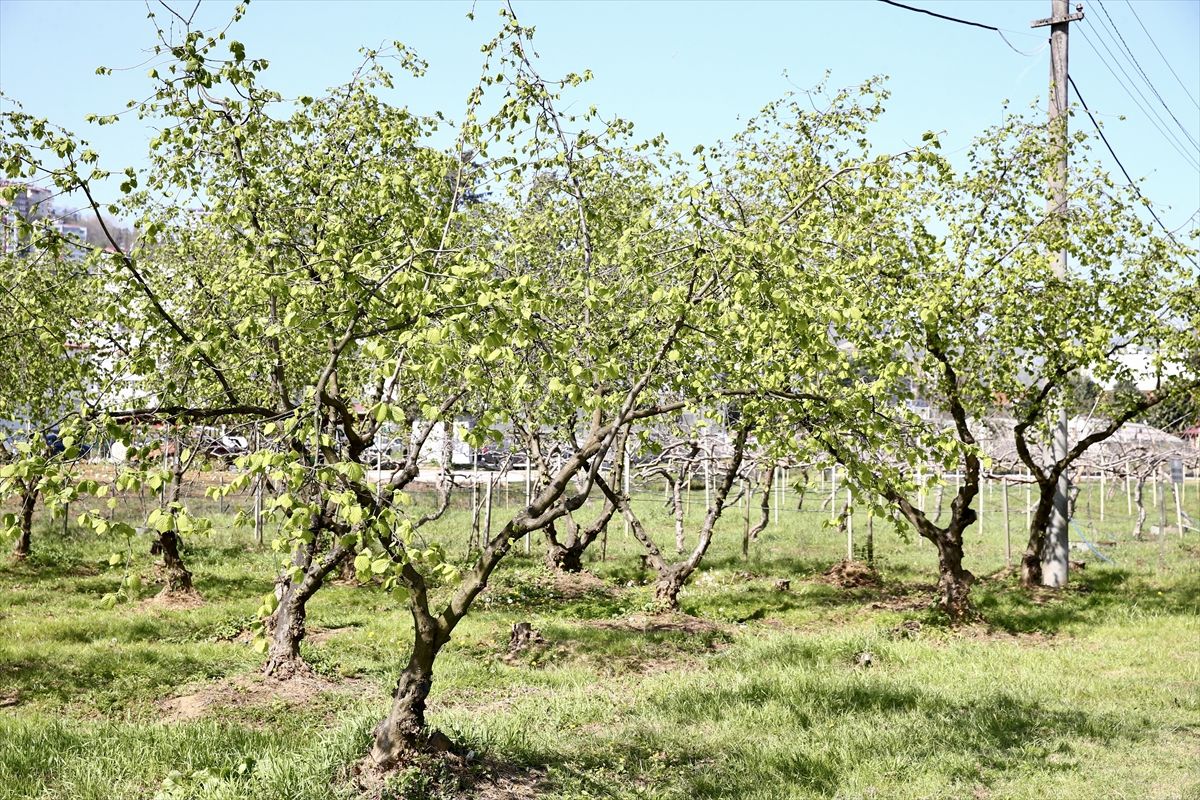 Fındık Üreticileri Yeni Sezona Hazırlanıyor