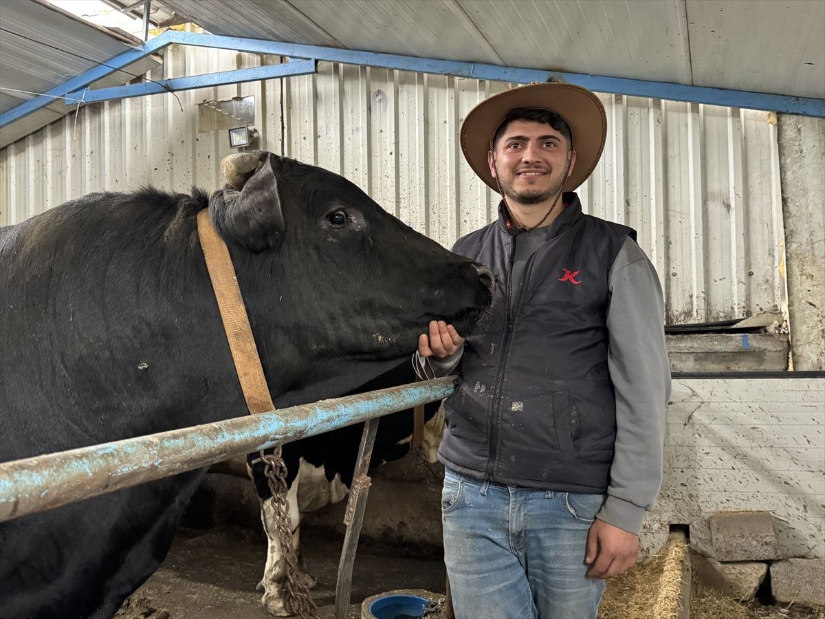 Sakarya\'da Kurbanlık Tosunlara Yüksek Fiyat
