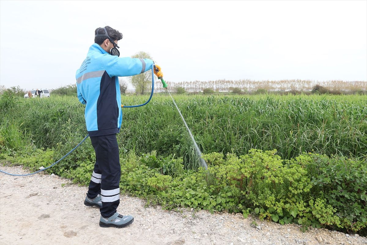 Sakarya\'da Haşereyle Mücadele Başladı