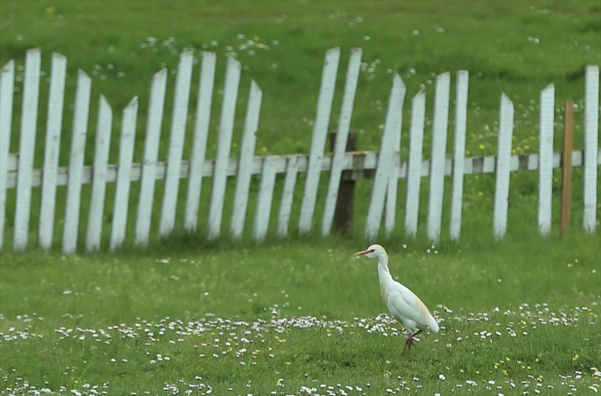 Sakarya: Göçmen Kuşlar için Güvenli Liman