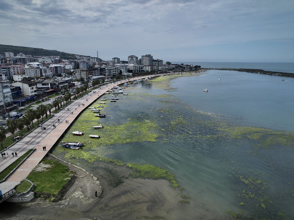 Atakum\'da Deniz Yosunları Sorunu