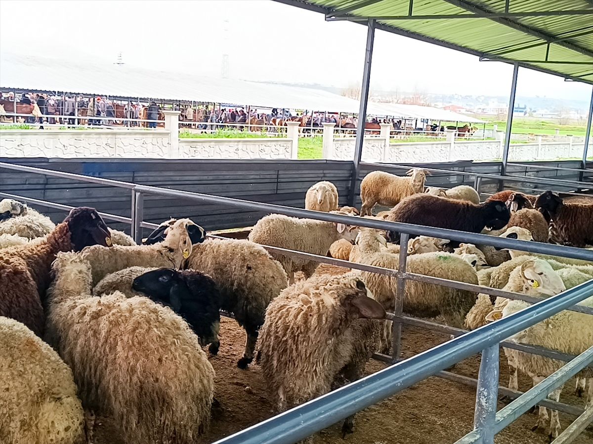 Sandıklı\'da Kurban Pazarı Hareketleniyor