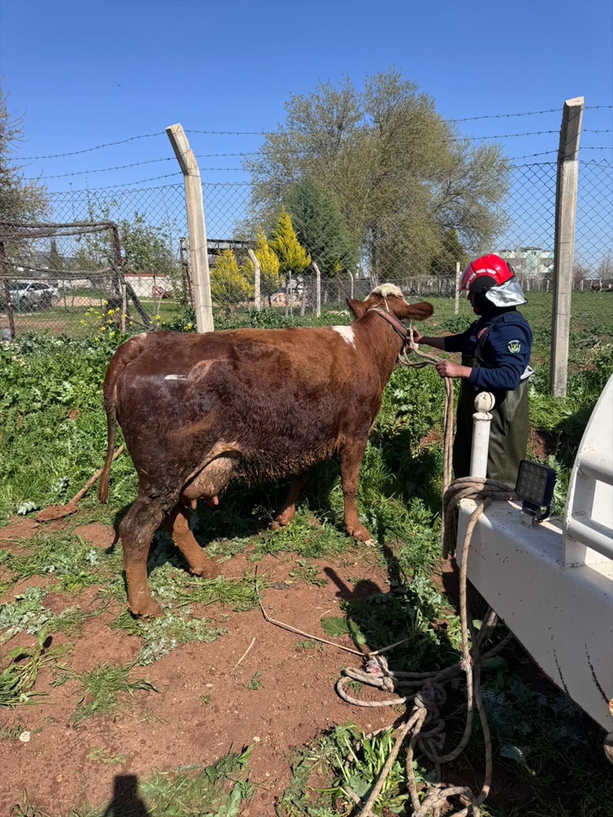 Akçakale\'de İnekler Tahliye Kanalından Kurtarıldı