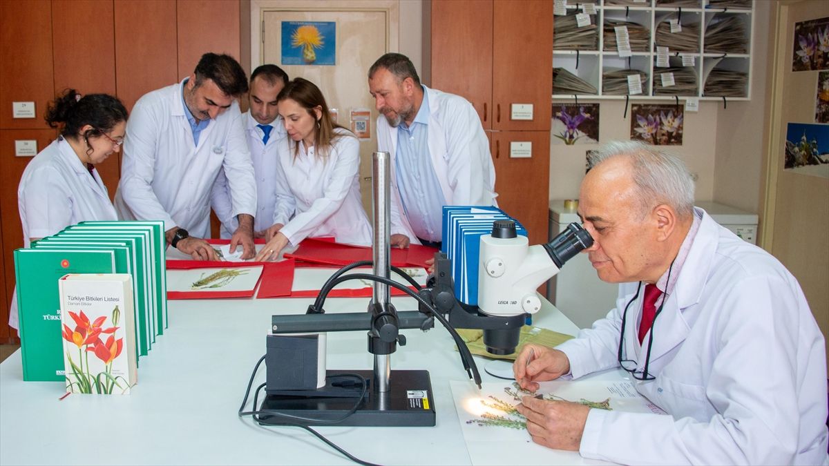 Türkiye\'de 4 Yeni Kayagülü Türü Keşfedildi