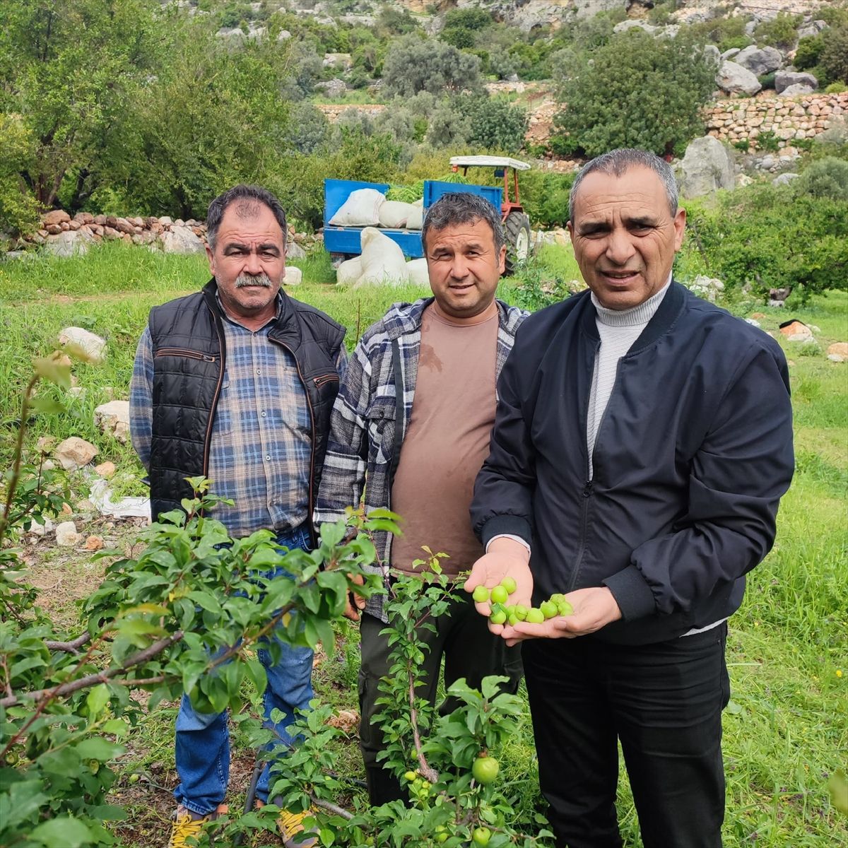 Silifke\'de Tarım Alanları İçin Hasar Tespiti Başlatıldı
