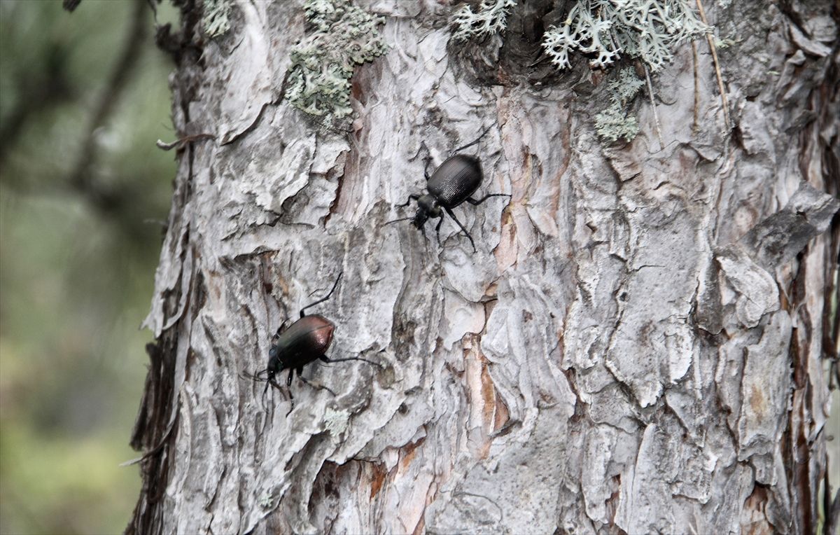 Sinop\'ta Çam Kese Zararlısına Avcı Böcek Salınıyor
