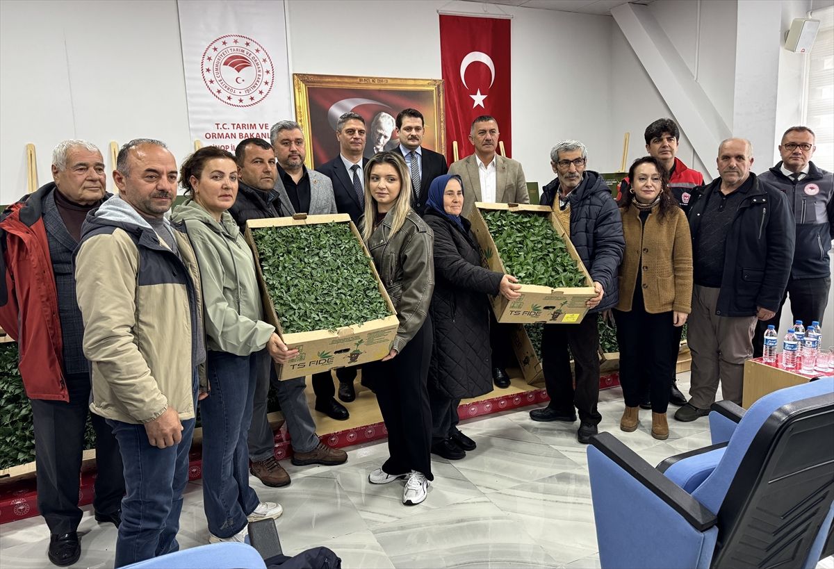 Sinop\'ta üreticilere 135 bin sebze fidesi dağıtıldı