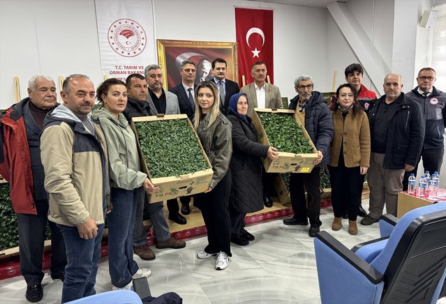 Sinop’ta üreticilere 135 bin sebze fidesi dağıtıldı