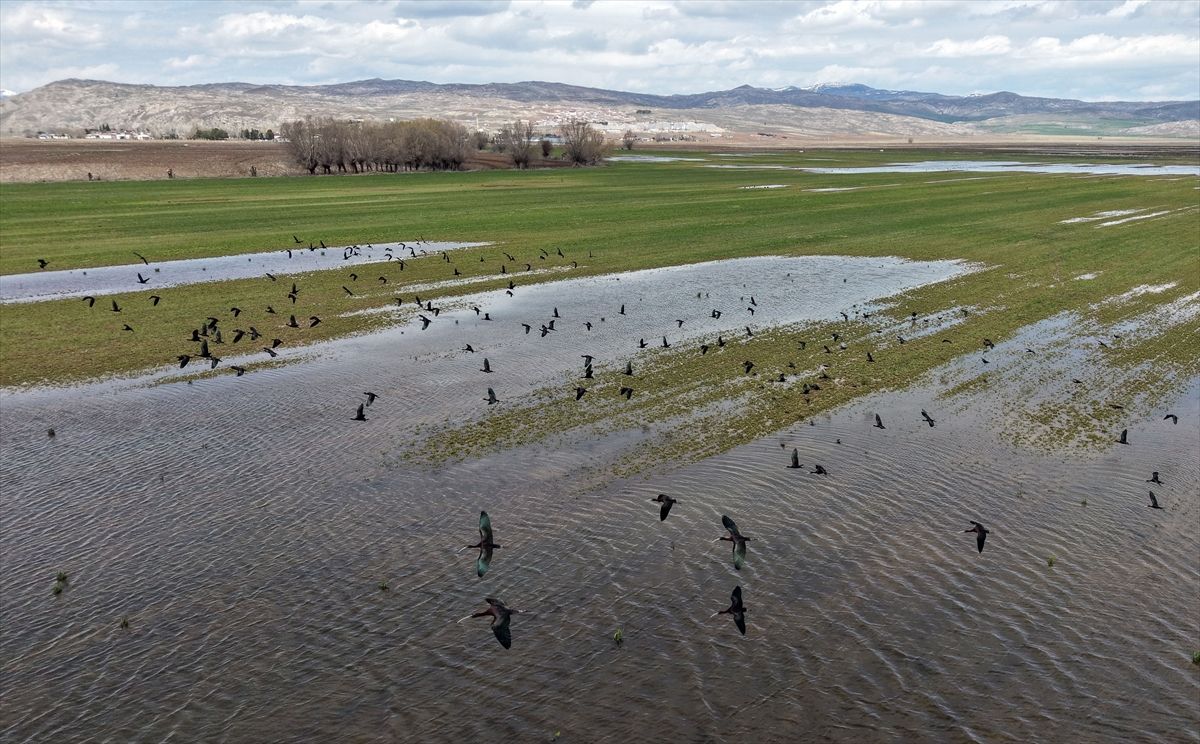 Sivas\'ta Kuş Cenneti Oluştu