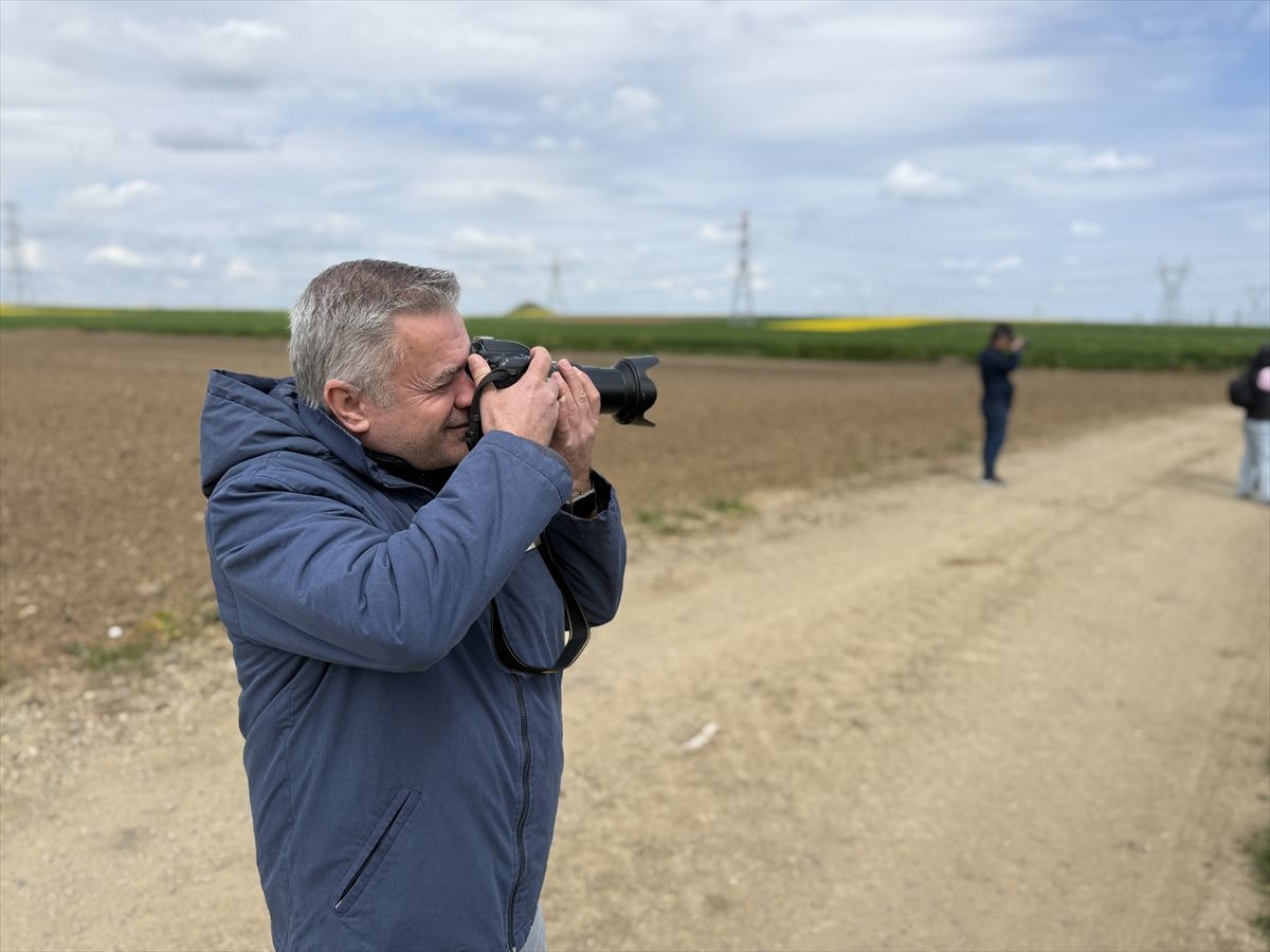 Kanola Tarlalarında Foto Safari