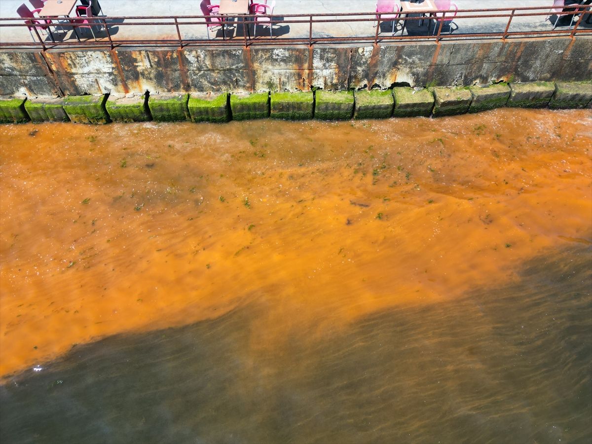 Marmara Denizi\'nde Plankton Patlaması