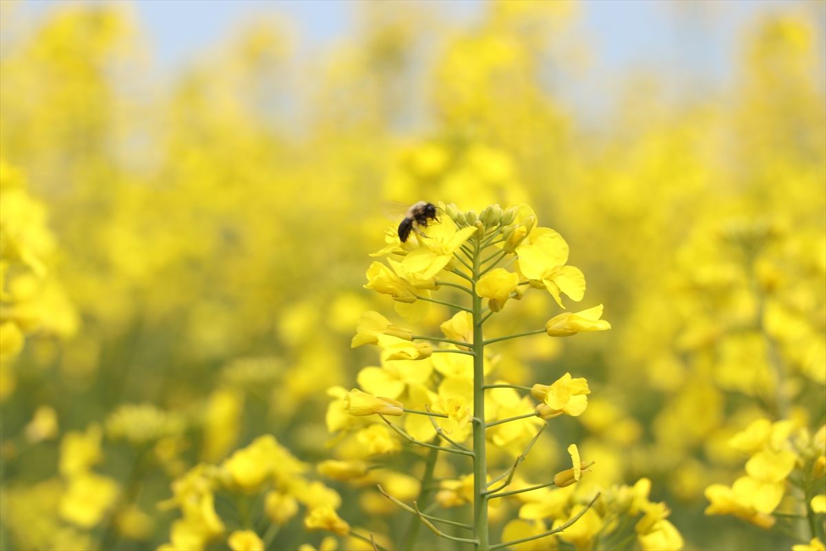 Tekirdağ\'da Kanola Baharı