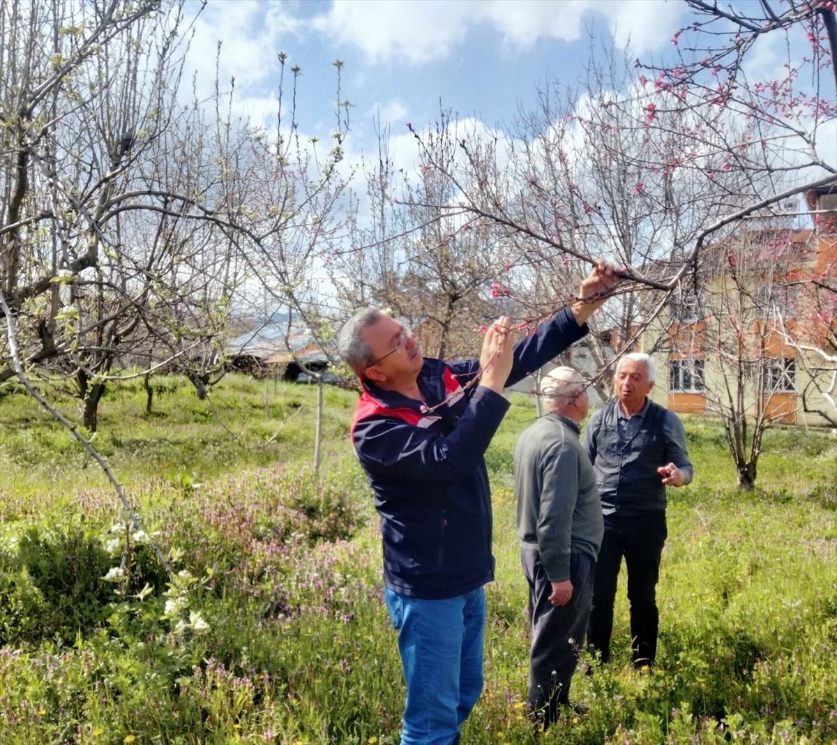 Tosya\'da Zirai Don Endişesi Olmadığı Açıklandı