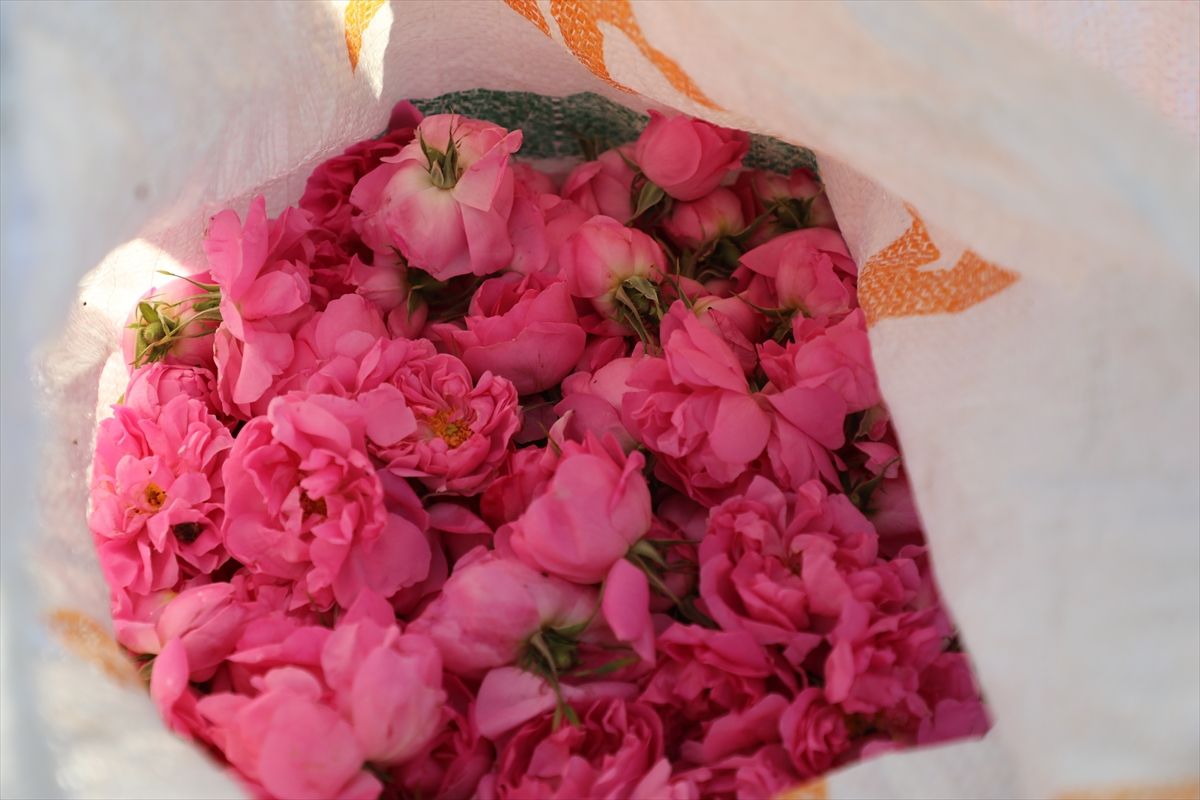 Tunus\'ta Şam Gülü Üretimi Zorluklarla Sürüyor