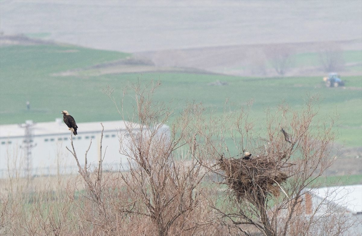 Şah Kartal Çorum\'da Görüntülendi