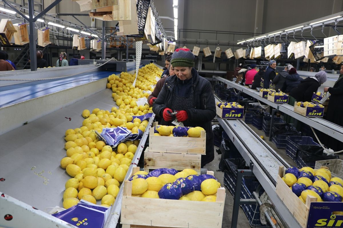 Yaş Meyve Sebze İhracatı Artıyor