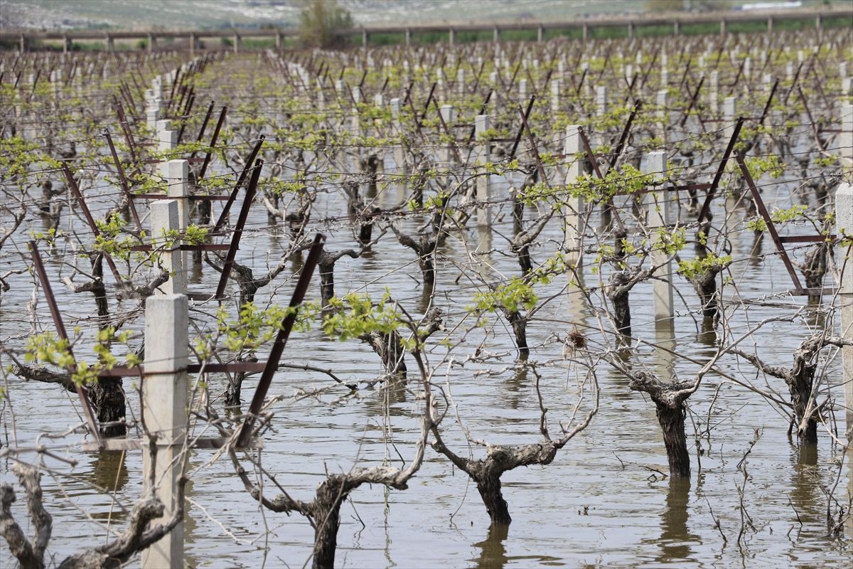 TZOB Başkanı Bayraktar Menemen\'de İnceleme Yaptı