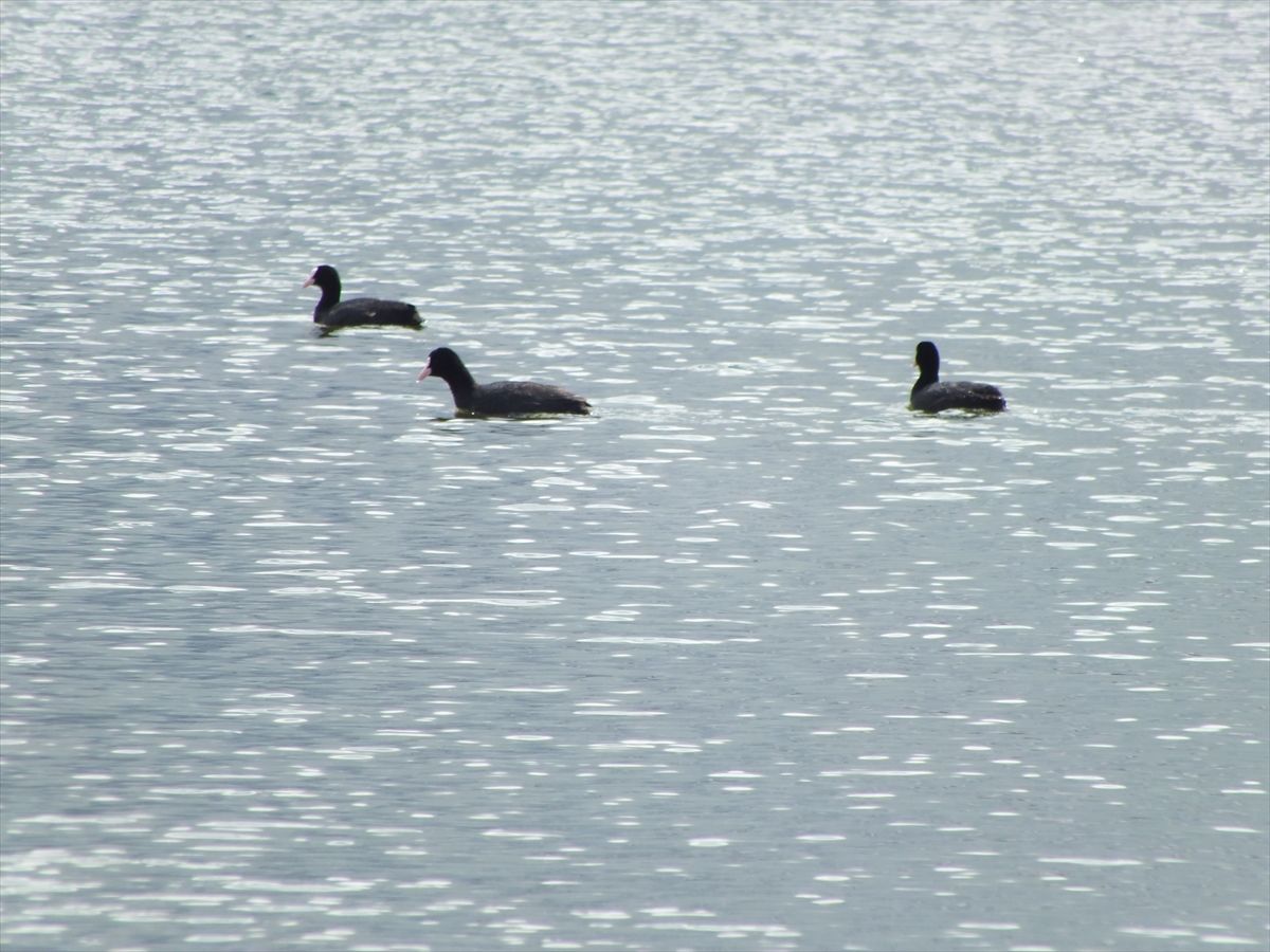 Ulaş Gölü suya kavuştu