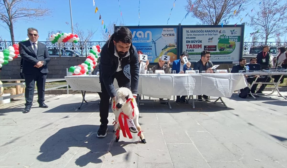 Van\'da Kuzu Güzellik Yarışması Yapıldı