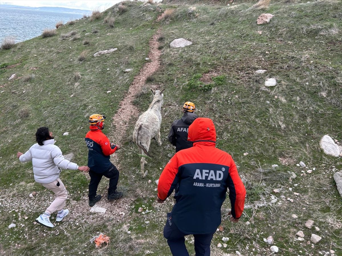 Mahsur Eşek Kurtarıldı