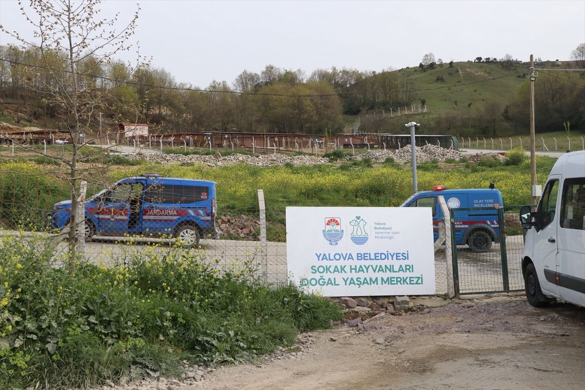 Yalova\'da Sokak Hayvanları Üzerine Soruşturma