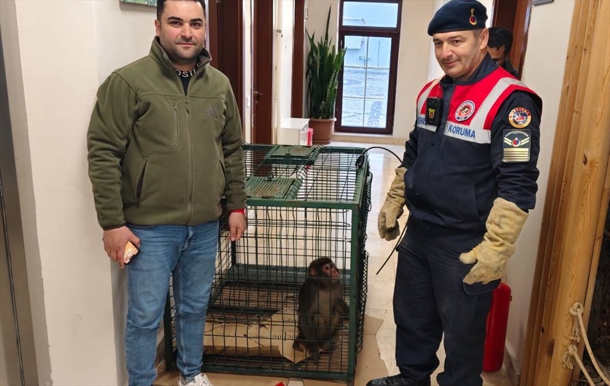 Yozgat\'ta Bulunan Maymun Koruma Altına Alındı
