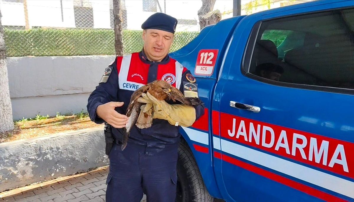 Yaralı Kızıl Şahin Tedavi Edildi
