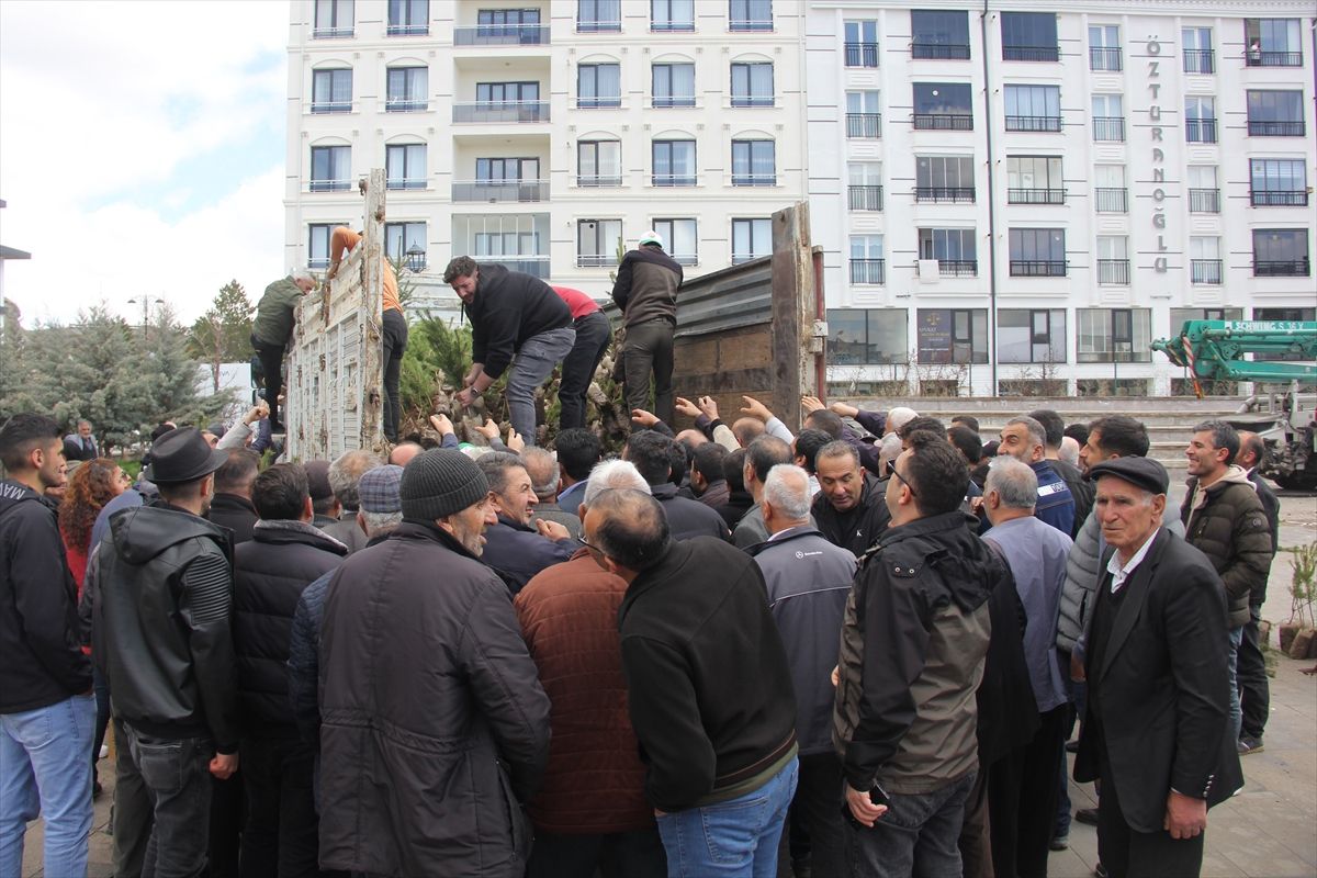 Zara\'da 5 Bin Çam Fidanı Dağıtıldı