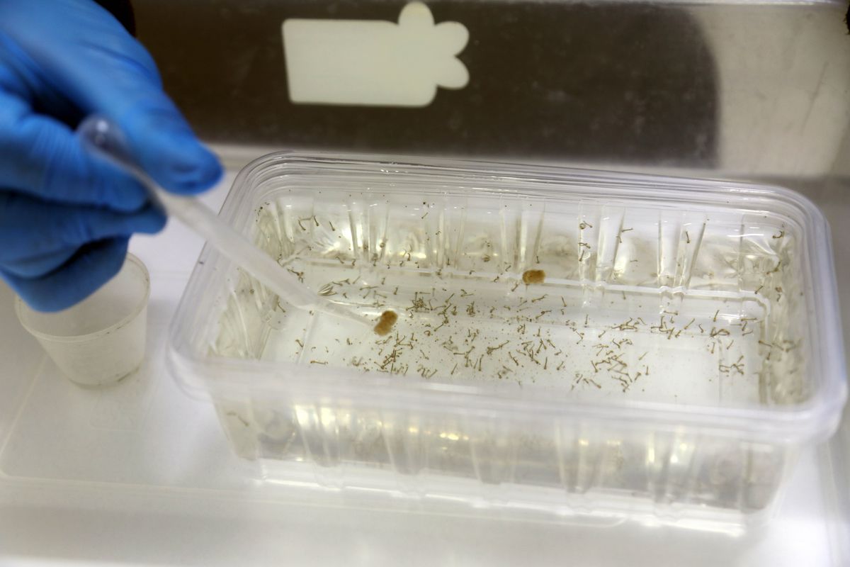 Antalya\'da Sivrisinek Tehdidi Artıyor