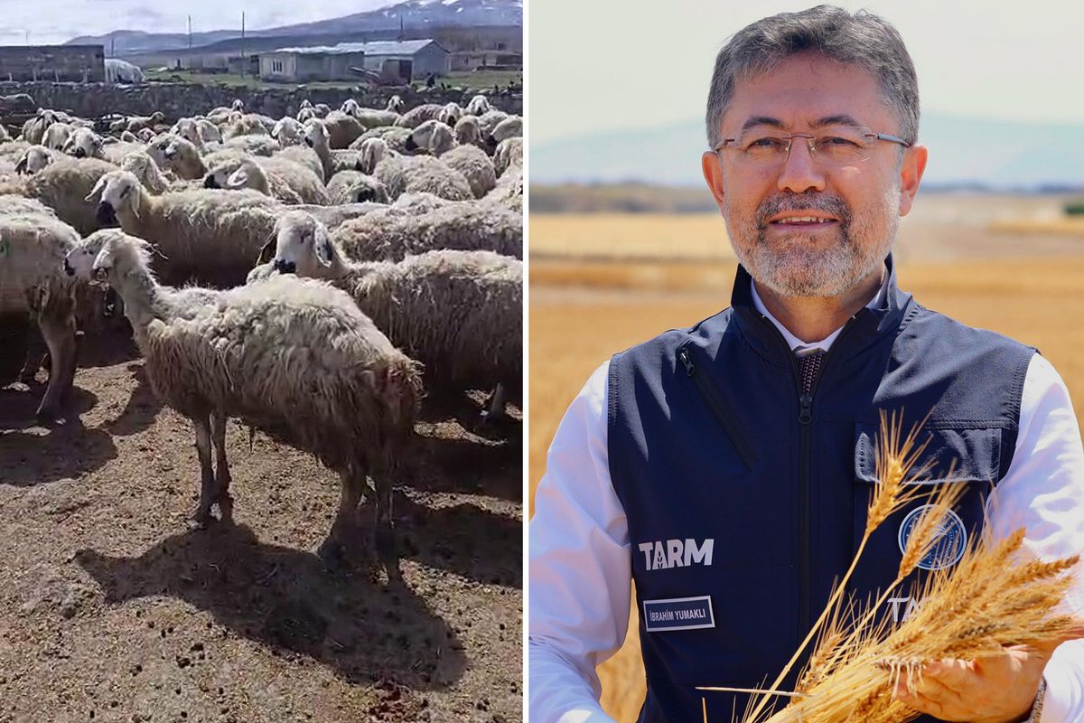 Bakan Yumaklı\'nın "Örnek üretici" dediği çiftçi video çekip yardım istedi