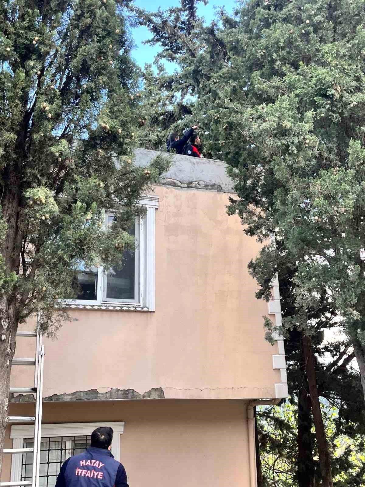 Ağaçta Mahsur Kalan Kedi Kurtarıldı