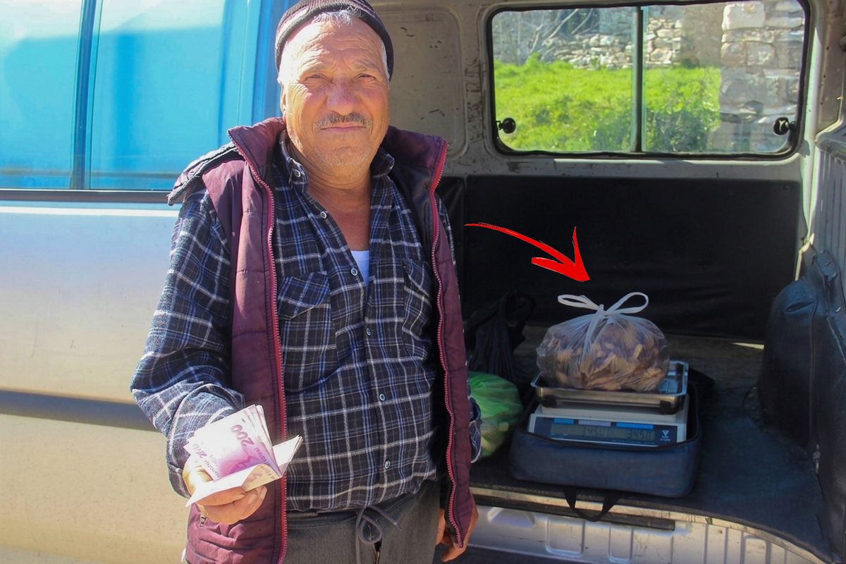 Kazdağları\'nın eteklerinden toplayıp kilosunu 1000 TL\'ye satıyorlar