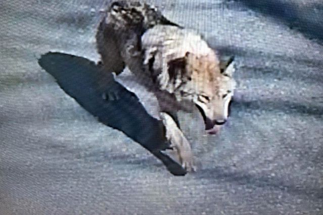 Şehirde ‘canavar’ alarmı! Tünel kazarak kaçtı, uyarı üstüne uyarı yapılıyor