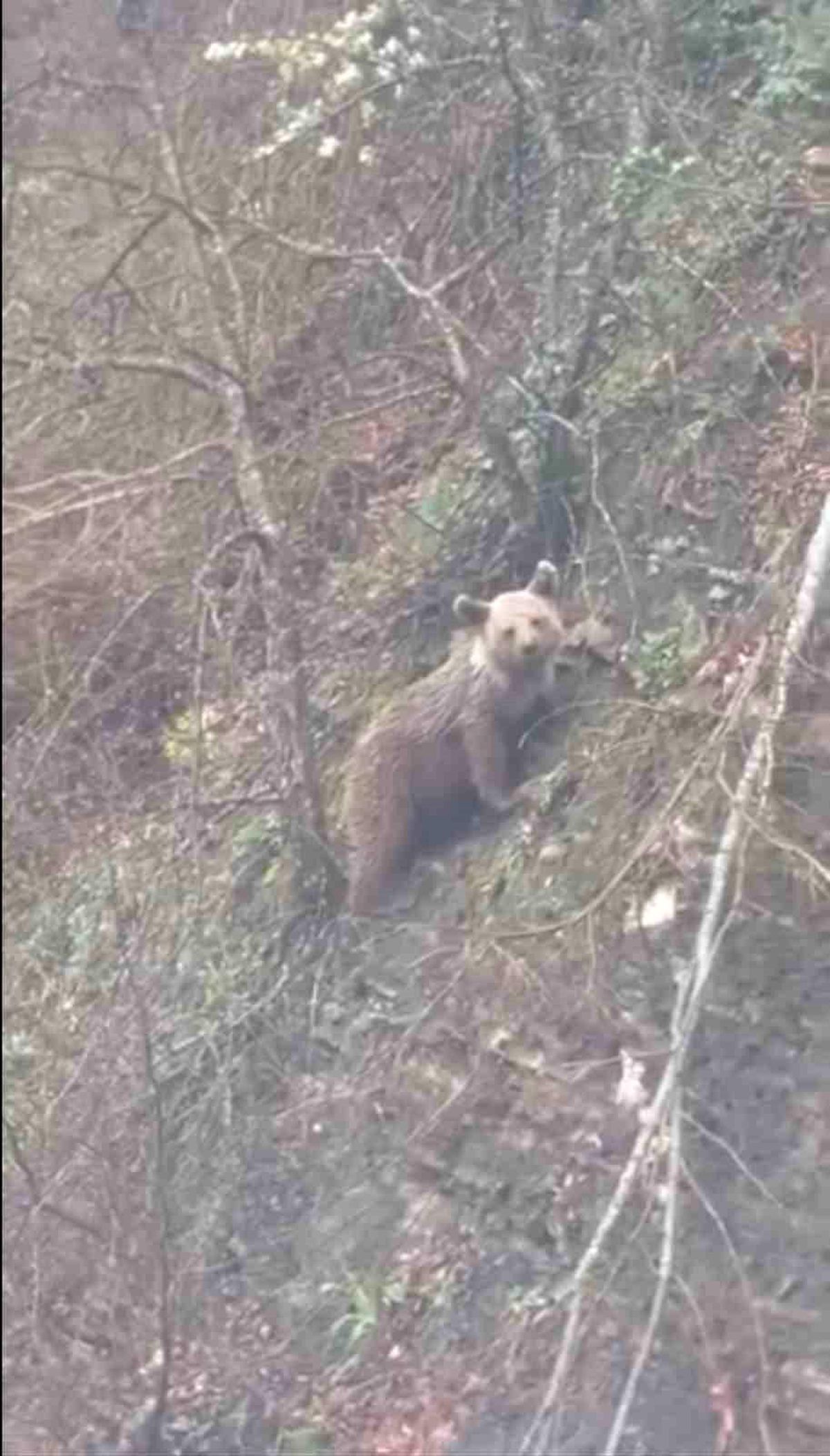 Sinop\'ta Yavru Ayı Görüntülendi