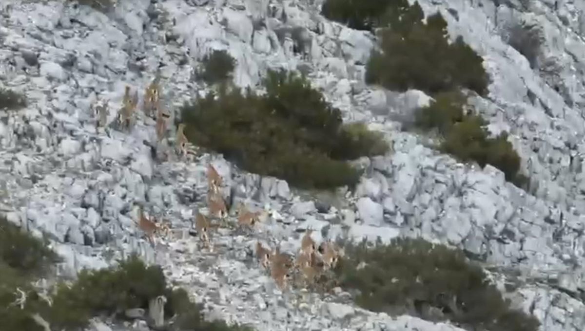 Muğla\'da Yaban Keçileri Dron ile Görüntülendi