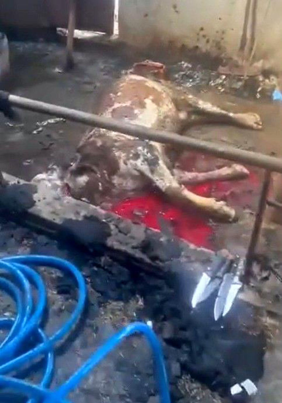 Kayseri\'de Ahır Yangını: 12 Hayvan Telef Oldu