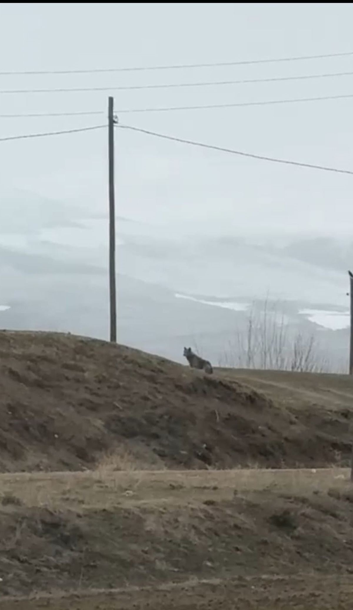 Van\'da Kurt Şehre İndi