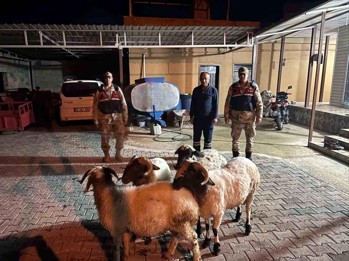 Kayıp Hayvanlar Jandarma Tarafından Bulundu
