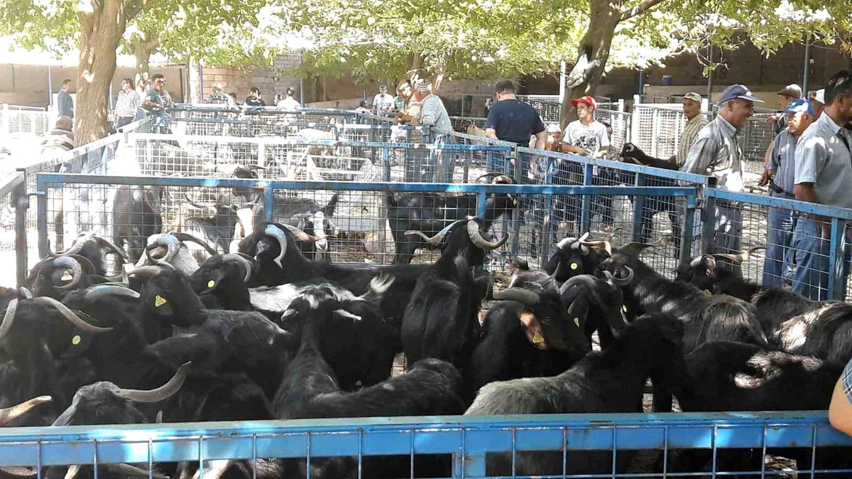 Muğla\'da şap hastalığı kontrol altına alındı, Bayır Hayvan Pazarı açılıyor